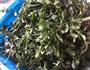 时令菜-油豆腐塞荠菜的做法图解1