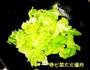 火爆卷心菜的做法图解3
