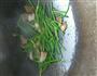 蒜苔炒回锅肉的做法图解5