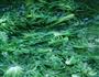 荠荠菜蛋饼的做法图解5