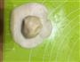 绿豆酥，酥到没朋友的做法图解14