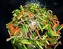 蒜台胡萝卜炒肉丝的做法图解9