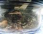 自制宝宝海苔芝麻拌饭的做法图解2