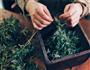 清明时节，带一份艾草青团出去踏青的做法图解2