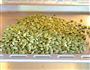 茶香问笋的做法图解11