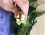 快手凉拌菜系列-凉拌菠菜的做法图解2