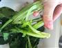 快手凉拌菜系列-凉拌菠菜的做法图解3