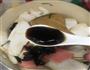 鲍汁三鲜杏鲍菇—下饭菜的做法图解10