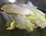 白菜豆腐的做法图解3