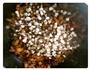 儿子最爱的卤肉饭的做法图解7