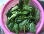 蒜末炒菜心的做法图解3