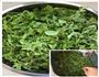 留住春天的味道-荠菜猪肉水饺的做法图解2