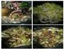 白菜粉丝羊肉汤的做法图解4