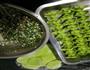 香干马兰头水饺-素的做法图解8