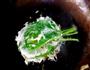 雪花菠菜的做法图解5