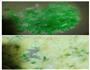 金镶银黄金蛋炒饭的做法图解4