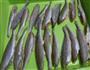 上仙鱼豆腐-健身减肥餐国家营养师为你配餐蜜桃爱的做法图解3